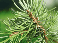 5 Serbian Spruce Seeds Picea omorika Conifer Tree Ornamental