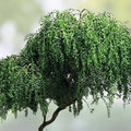 Black Willow Bonsai Tree, Thick Trunk, Live Indoor/Outdoor Plant, Salix nigra, Decorative Small Tree