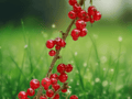 1 Live Plant Tartan Red Currant 12 Inch Tall Rooted 1 Year Old Ribes rubrum