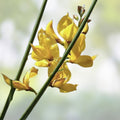 Spanish Broom Seeds 20 Pack - Yellow Flowering Shrub - Spartium junceum - Weavers Broom Plant for Garden & Landscape