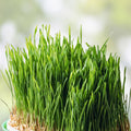 Wheatgrass Sprout Seeds 500 Count – Easy to Grow, Tasty, Delicious – Triticum aestivum Microgreen Seeds