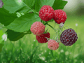 5 Seeds Black Raspberry Rubus occidentalis Edible Fruit Cane
