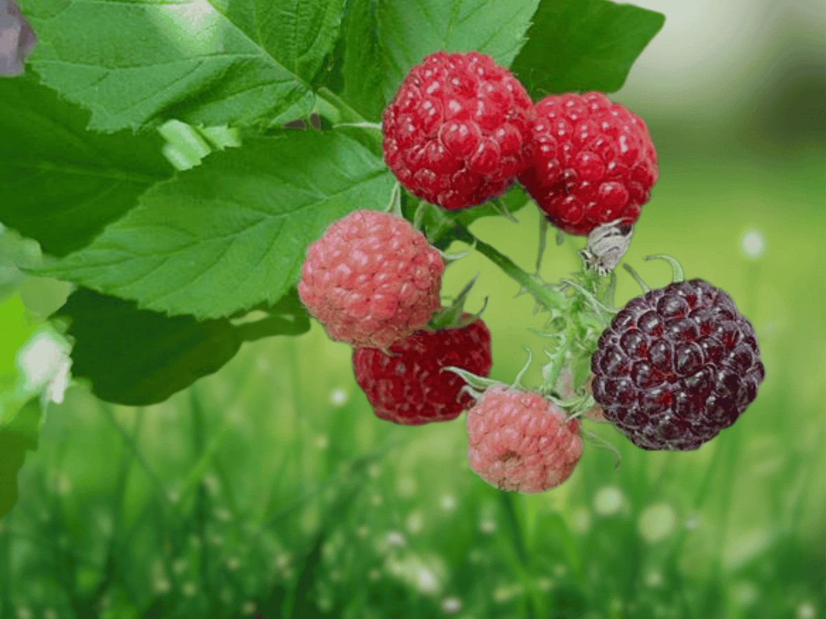 5 Seeds Black Raspberry Rubus occidentalis Edible Fruit Cane