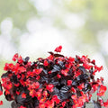 Fragrant Begonia Seeds Packet 45 Seeds Indoor Garden Begonia spp.