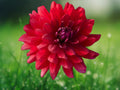 25 Seeds Cool Flame Dahlia Pinnata Red White Bicolor Hardy Perennial Easy Grow Ornamental Garden Flower