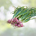 Ruby Red Onion Seeds - 200+ Count Red Stem Scallion (Allium cepa) - USA Grown Organic Gardening Seeds