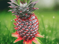 1 Live Plant Florida Special Pineapple Ananas Comosus Tropical Fruit Starter Plant