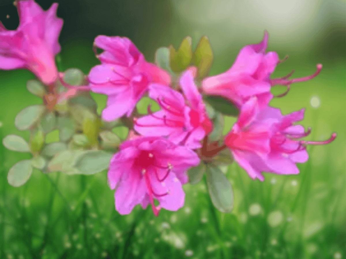 10 Seeds Rhododendron obtusum Azalea Shrub Dwarf Evergreen Flowering Plant