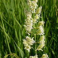Reed Canary Grass Seeds 1,000 Count - Ornamental Grass for Landscaping - Phalaris arundinacea