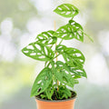 Monstera Adansonii Plant - Live Swiss Cheese Vine - Rare Perforated Leaves - Low Maintenance Indoor Houseplant
