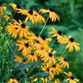 Black-Eyed Susan Perennial Plant Transplants 50 Bare Root Plugs Rudbeckia hirta Organic Pesticide Free