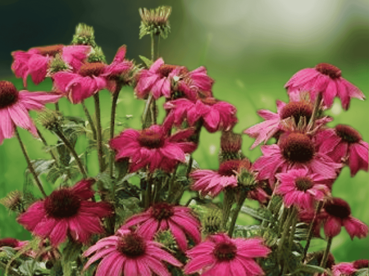 1 Live Plant Purple Coneflower Pow Wow Wildberry Echinacea purpurea Starter Plant for Pollinator and Cottage Gardens