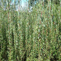 Dark Dicks Willow Cuttings - Basket Willow Salix Purpurea for Garden Displays - Ornamental Shrubs and Live Planting Material