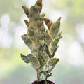 Ficus Tineke Double Stem Plant - Variegated Elastica Rubber - 3 Gallon Pot - Ficus elastica