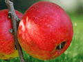 5 Seeds Dwarf Apple Tree Malus pumila Edible Fruit Tree Hardy Ornamental