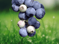 5 Live Plant Snowchaser Blueberry Starter Plug Vaccinium corymbosum