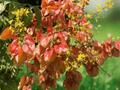 10 Seeds Koelreuteria bipinnata Chinese Flame Tree Ornamental Shade Tree