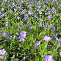Carolina Wild Petunia Live Plants 2-Pack | Native Lavender Flower | Ruellia caroliniensis | Rare Garden Plants