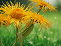 10 Seeds Inula racemosa Sonnenspeer Indian Elecampane Yellow Perennial Flower