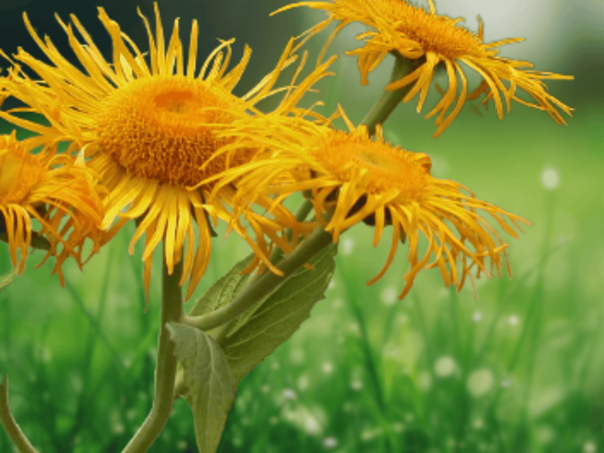 10 Seeds Inula racemosa Sonnenspeer Indian Elecampane Yellow Perennial Flower