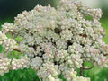 1 Live Plant Sedum dasyphyllum Corsican Stonecrop Succulent, Blue Green Trailing Starter, Patio Garden & Indoor Decor