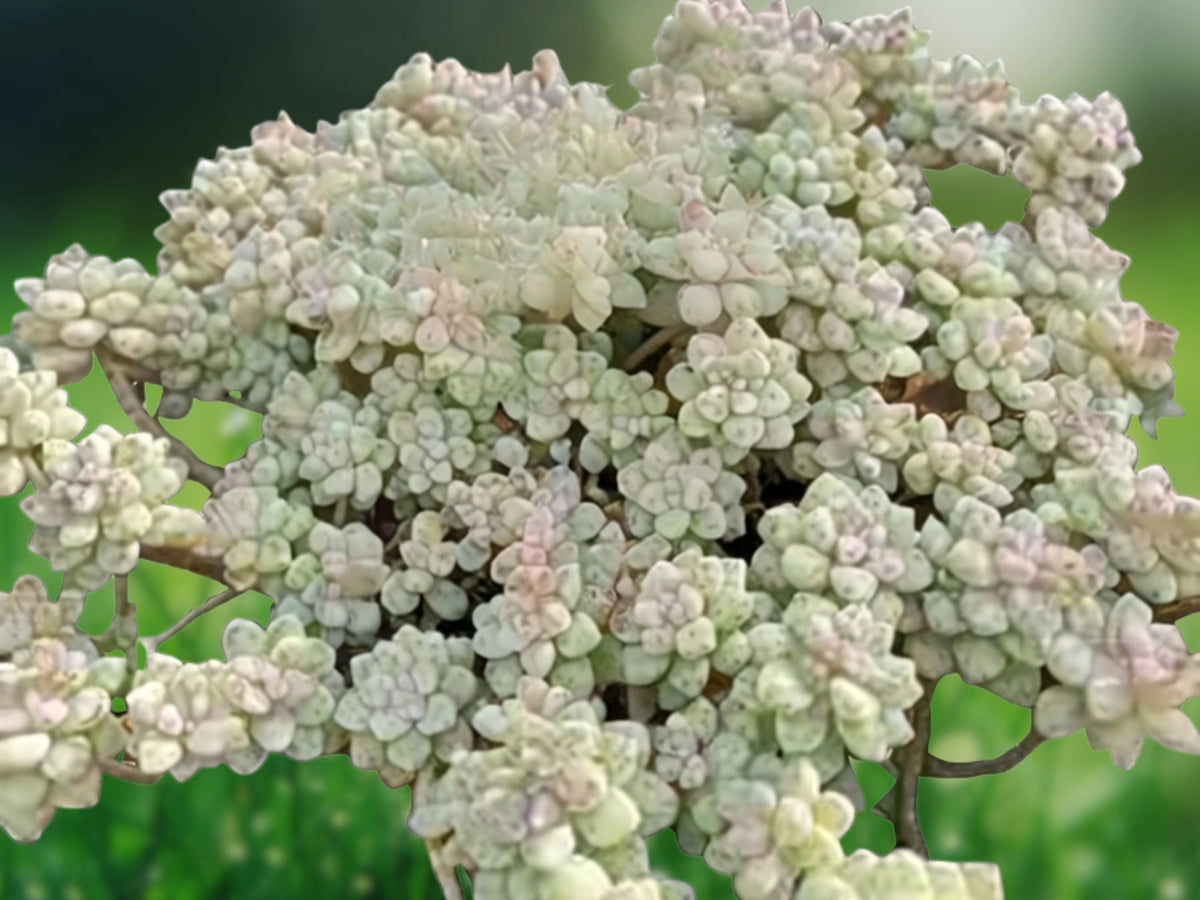 1 Live Plant Sedum dasyphyllum Corsican Stonecrop Succulent, Blue Green Trailing Starter, Patio Garden & Indoor Decor