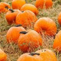 Organic Pumpkin Seeds 10 Pack Summer Sky Heirloom Non-GMO USA Grown Cucurbita pepo
