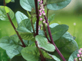 5 Seeds Malabar Spinach Vine Basella alba Edible Tropical Climber