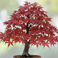 Red Japanese Maple Bonsai Seeds - 20 Pack, Acer palmatum, Ornamental Dwarf Tree for Indoor and Outdoor Garden Cultivation