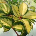 Hoya Carnosa Wax Plant Rooted Start with Variegated Cream & Green Leaves - Hoya carnosa 'Rubra'