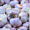 Fresh California Softneck Garlic Bulb 1 Pound for Planting, Organic Allium sativum Culinary Herb