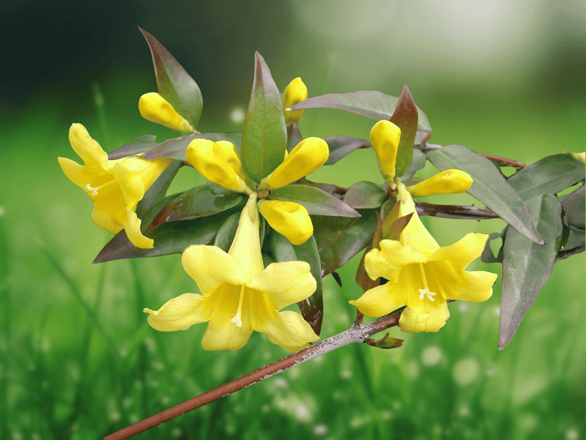 5 Seeds Carolina Jessamine Yellow Flower Vine