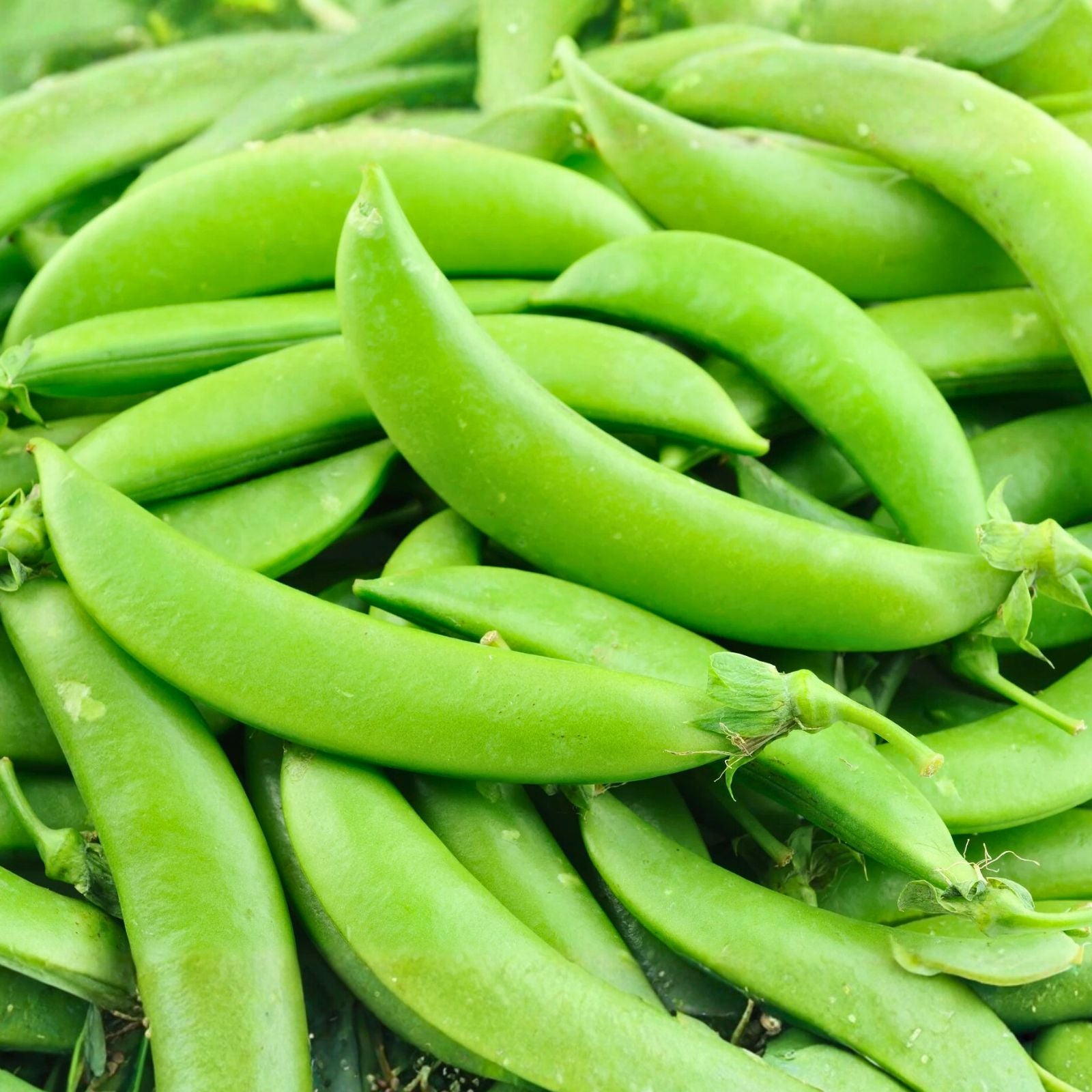 Sugar Daddy Snap Peas Seeds, Heirloom Variety, 100+ Seeds for Edible G ...