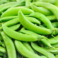 Sugar Daddy Snap Peas Seeds, Heirloom Variety, 100+ Seeds for Edible Garden, Perfect for Salads and Snacks, Pisum sativum