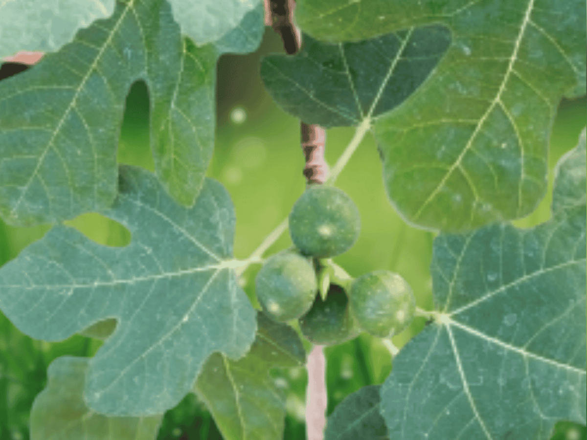 1 Live Plant Beer's Black Dwarf Fig Tree Self Fertile Ficus carica Compact Fruit Tree for Containers Patios Home Orchards