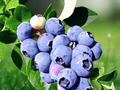 5 Plant Plugs Jewel Blueberry Vaccinium corymbosum Starter Plants