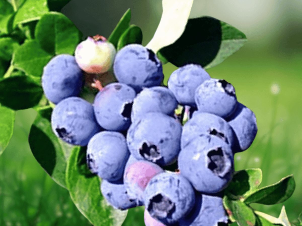 5 Plant Plugs Jewel Blueberry Vaccinium corymbosum Starter Plants