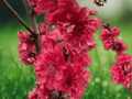1 Live Plant Red Baron Peach Tree 4 Inch Starter Plant Prunus persica