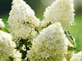 10 Seeds Hydrangea paniculata Panicle Hydrangea Deciduous Shrub Hardy Ornamental