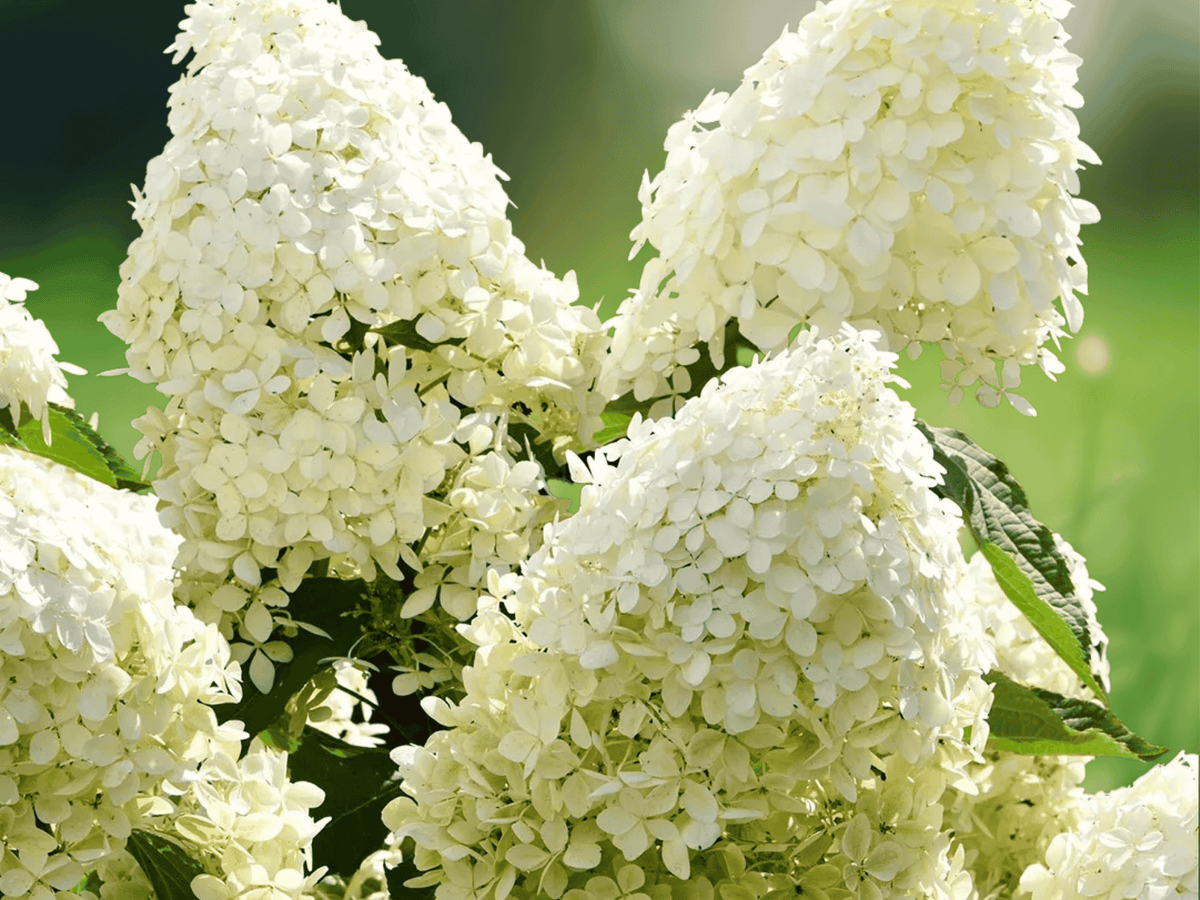 10 Seeds Hydrangea paniculata Panicle Hydrangea Deciduous Shrub Hardy Ornamental