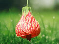 10 Seeds Abutilon pictum Red Flowering Maple Tropical Flowering Shrub