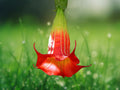 10 Seeds Red Angel Trumpet Brugmansia Hybrid Fragrant Scarlet Blooms Tropical Flower Tree Easy Grow Patio