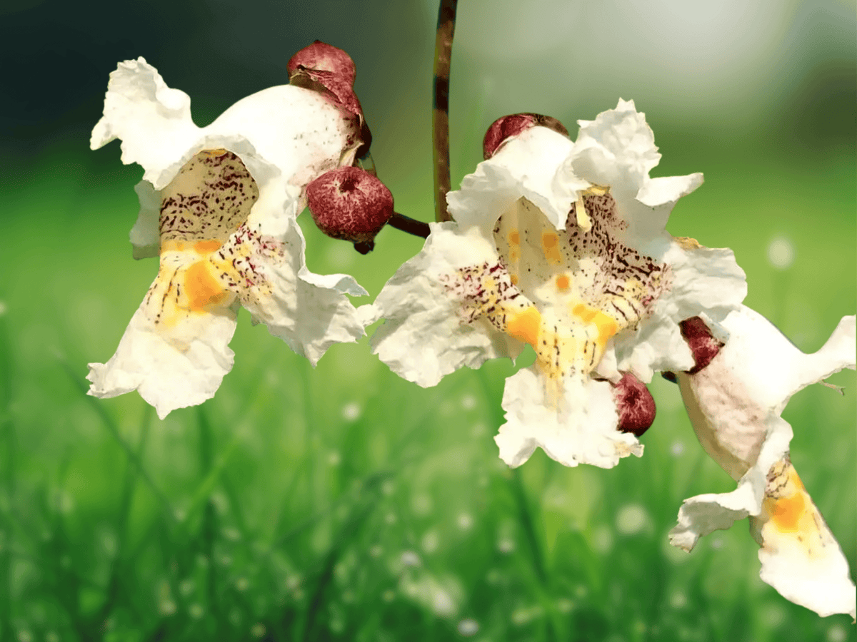 10 Seeds Catalpa ovata Yellow Catalpa Flowering Shade Tree Ornamental