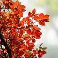 Blackgum Tree Live Plant 12-24 Inches Bare Root Nyssa sylvatica Native Shade Tree with Vibrant Fall Color
