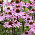 Purple Coneflower Seeds - 200 Organic Echinacea Purpurea Seeds for Garden, USA Grown, Free Shipping