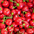 Large Hot Cherry Pepper Seeds – Heirloom Non-GMO Capsicum annuum – Spicy Cherry Pepper Variety – 20+ Seeds
