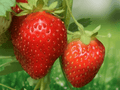 25 Live Plants Sparkle Junebearing Strawberry Bareroot