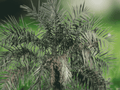5 Seeds Mangrove Date Palm Phoenix paludosa Tropical Clumping Palm