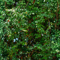 Black Surinam Cherry Tree 3 Gallon - Sweet Fruiting Variety - Prunus salicifolia - Ideal for Gardens