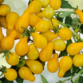 Organic Yellow Pear Cherry Tomato Seeds 40 Pack Heirloom Variety Solanum lycopersicum USA Grown